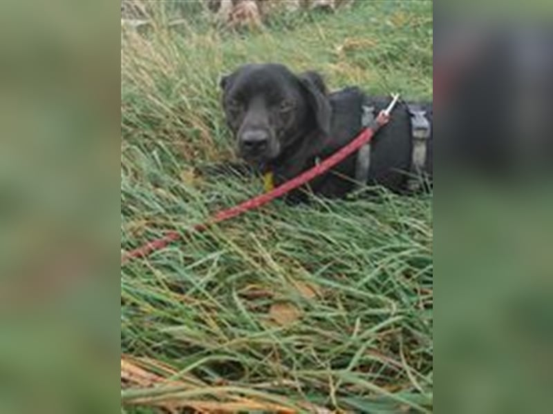 Gangsta, schüchtern aber lieb