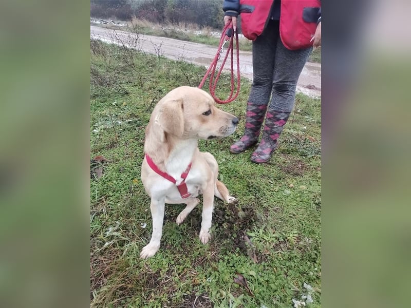 Indigo, sucht liebe und aktive Familie