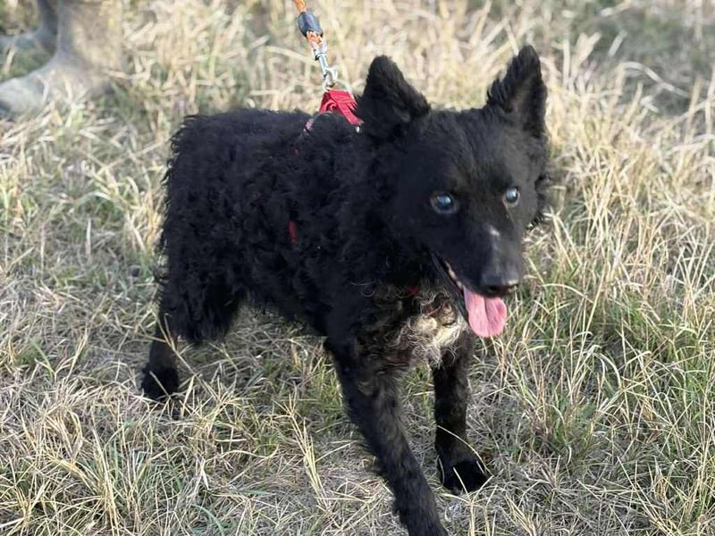 Bogar - ein Herz auf vier Pfoten sucht ein neues Zuhause.