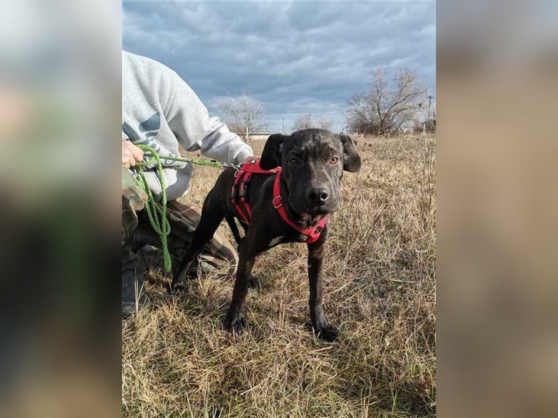 Snickers, süße Lakritznase sucht kuscheliges Körbchen