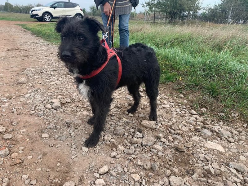 Zola wartet genau auf DIch