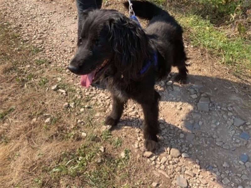 ZORRO – braucht erfahrene Hände