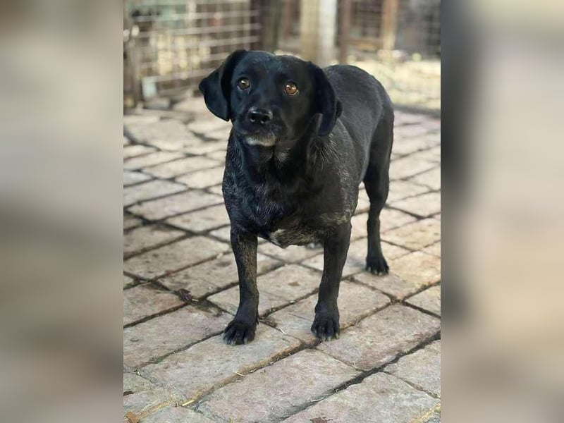 Melli, schüchterner Hund mit großem Herz