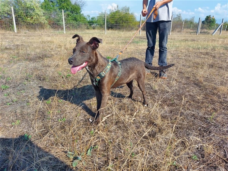 Nina, Fellnase sucht kuscheliges Körbchen (mit Videos)