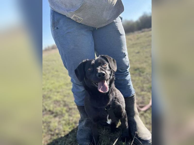 Mila sucht Deine Hilfe