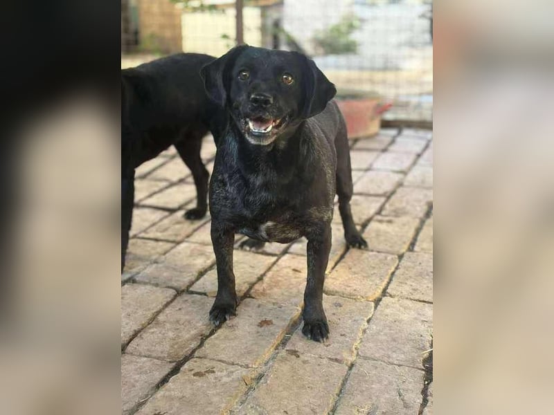 Melli, schüchterner Hund mit großem Herz