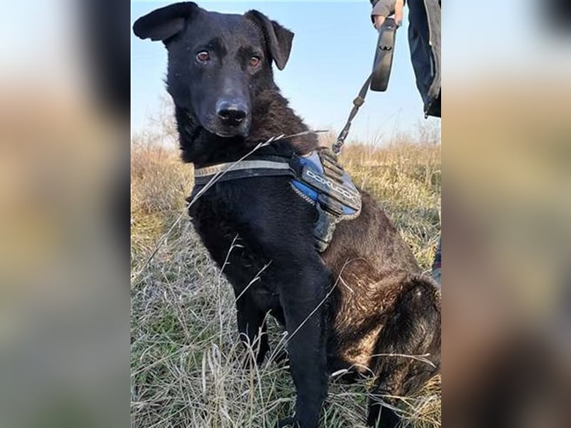 BENI, süßer Schmuser sucht kuschelfreudige Familie