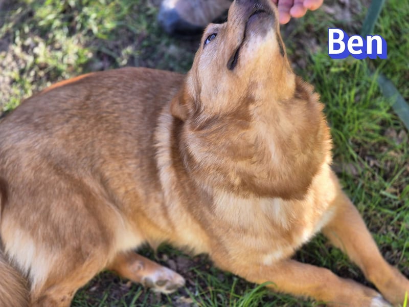 VERMITTLUNGSHILFE Ben, 91413 Unternesselbach