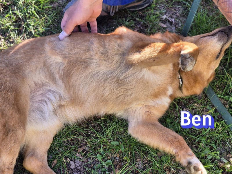 VERMITTLUNGSHILFE Ben, 91413 Unternesselbach