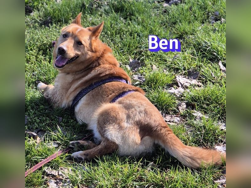 VERMITTLUNGSHILFE Ben, 91413 Unternesselbach