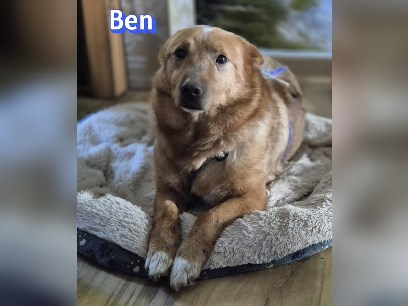 VERMITTLUNGSHILFE Ben, 91413 Unternesselbach