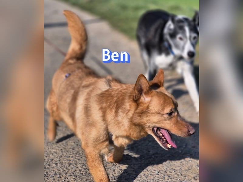 VERMITTLUNGSHILFE Ben, 91413 Unternesselbach