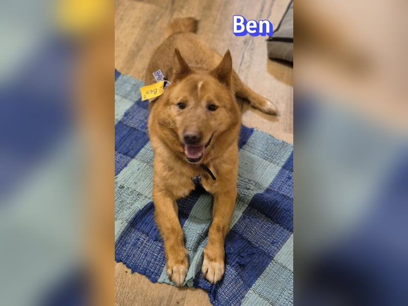 VERMITTLUNGSHILFE Ben, 91413 Unternesselbach