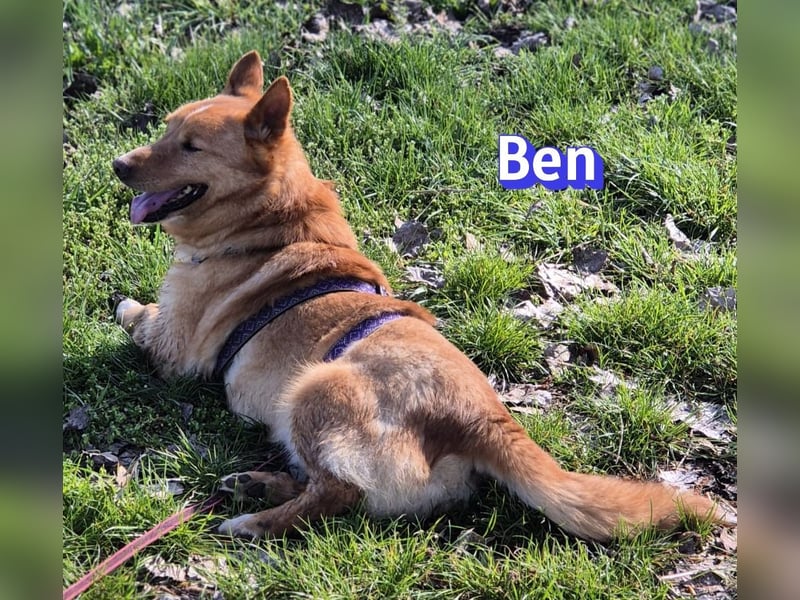 VERMITTLUNGSHILFE Ben, 91413 Unternesselbach