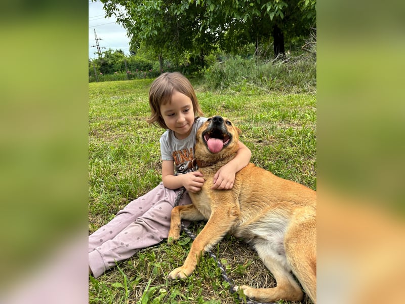 Fanni VI – Eine starke Seele auf vier Pfoten sucht Geborgenheit