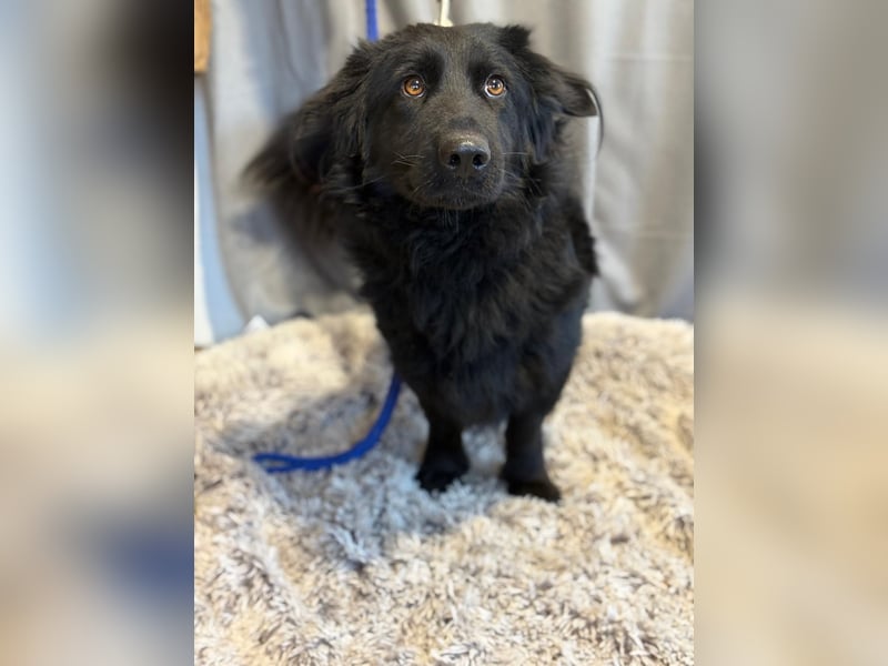 PETER PAN (KK) – freundlicher Sonnenschein sucht seine Zweibeiner