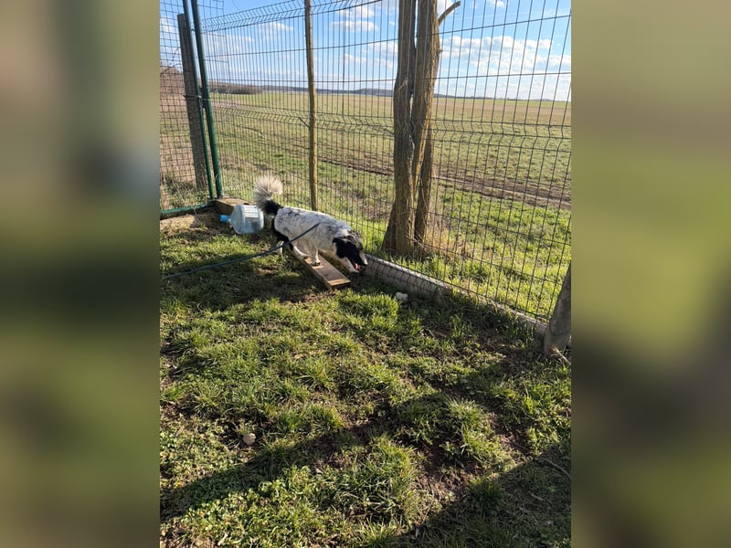 PAULI (VA) – fröhlicher Rüde sucht seine Zweibeiner