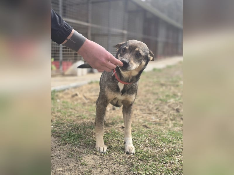 Lactia – liebevolle Begleiterin sucht ihr Für-immer-Zuhause!