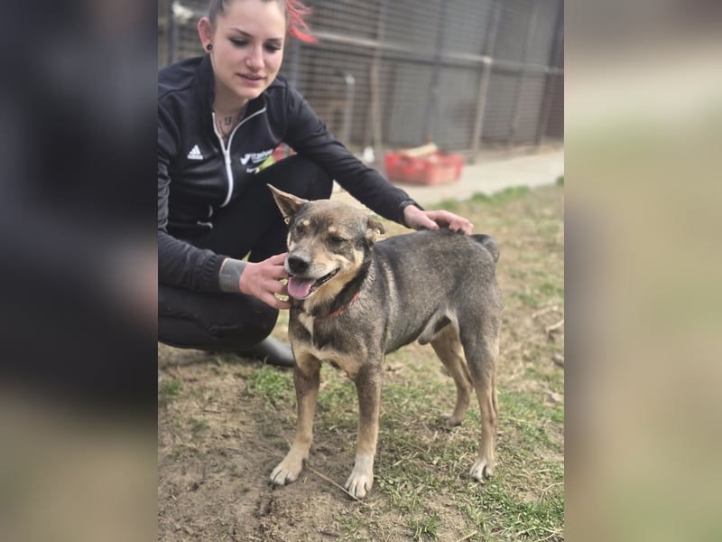 Lactia – liebevolle Begleiterin sucht ihr Für-immer-Zuhause!