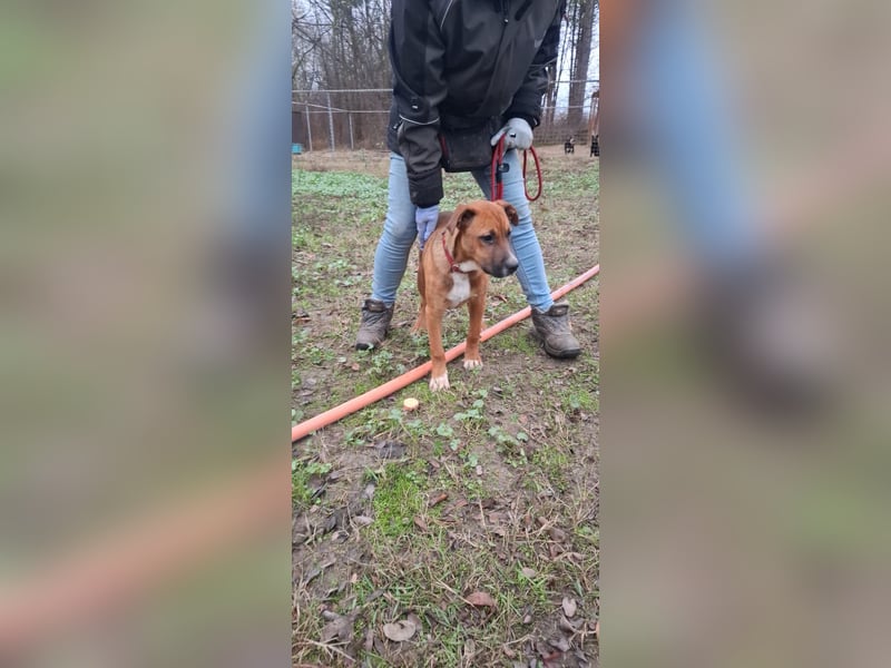 Anubis-BE – Süßer Junghund mit großem Herz und großem Potential