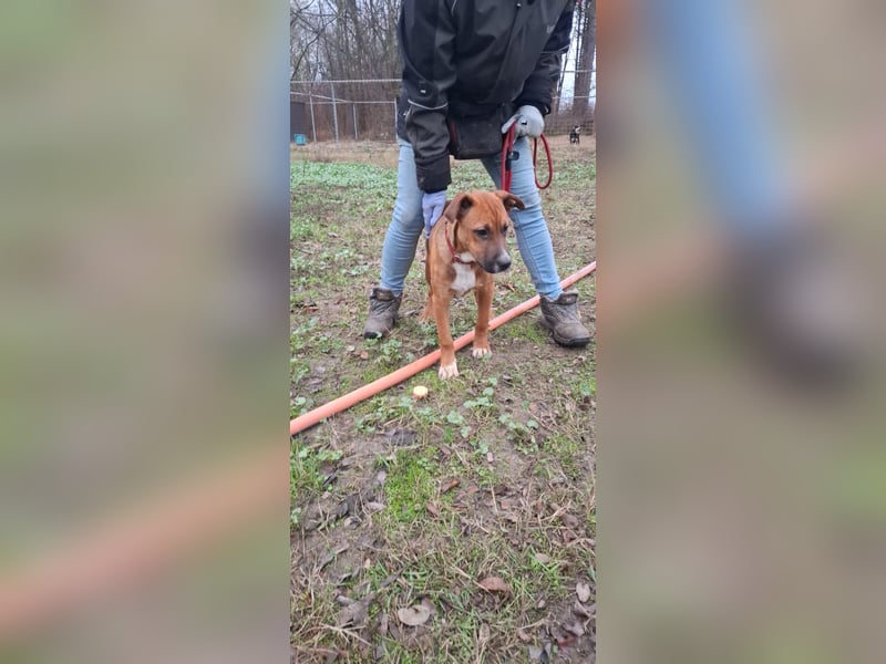 Anubis-BE – Süßer Junghund mit großem Herz und großem Potential