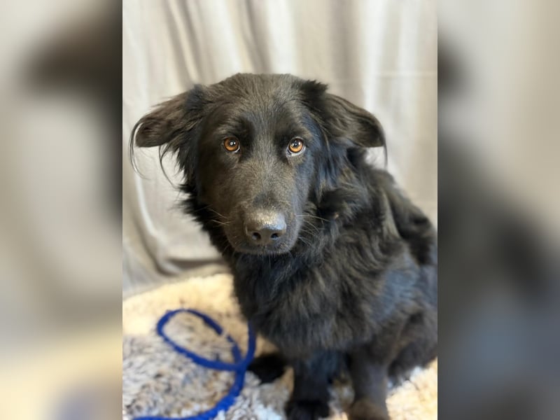 PETER PAN (KK) – freundlicher Sonnenschein sucht seine Zweibeiner