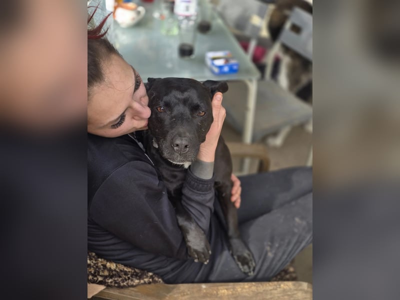 Helga BE – sanfte Hundeseele sucht einfühlsames Zuhause