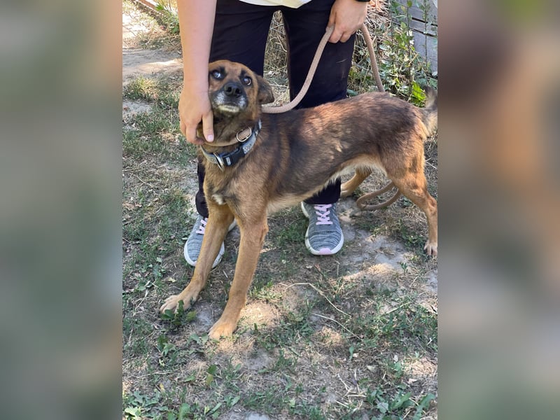 Mancs LM - Ein treuer Gefährte mit trauriger Vergangenheit sucht Neuanfang