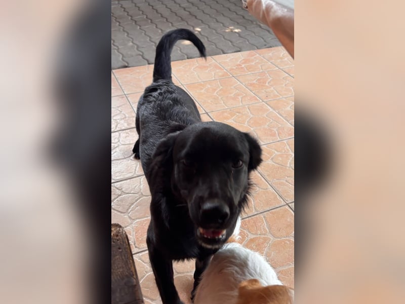 Benni BR – besonderer Herzenshund sucht Menschen mit großem Herzen ❤️