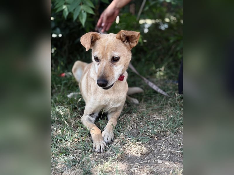 Gajana-KK – tapfere, bezaubernde Mix-Hündin sucht liebevolles Zuhause
