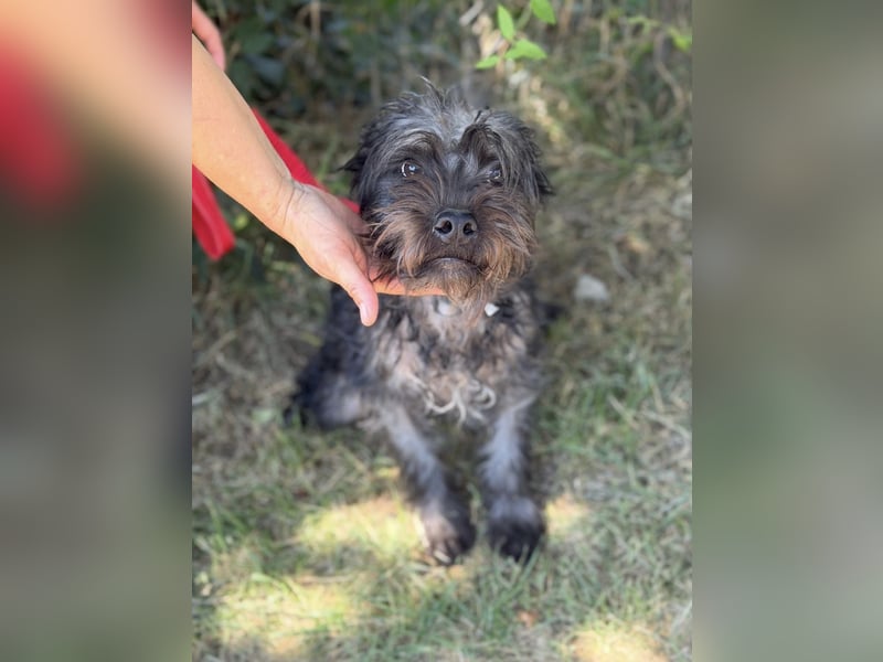 Samson KK – Sanfter Hundejunge sucht verständnisvolle Menschen 
