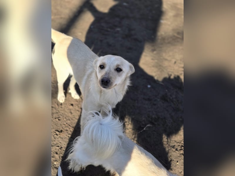 Frida BE – kleine Liebesbombe sucht ihr Zuhause 