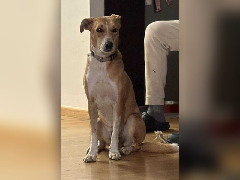 Törpi BE - Vorsichtiger Rüde sucht seinen Ruhepol