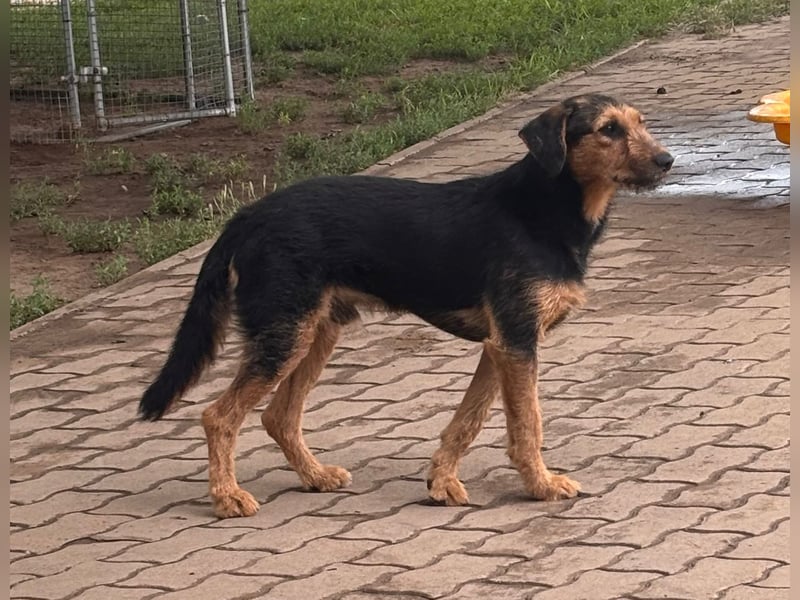 Toni BR – freundlicher Junghund sucht geduldige Menschen 