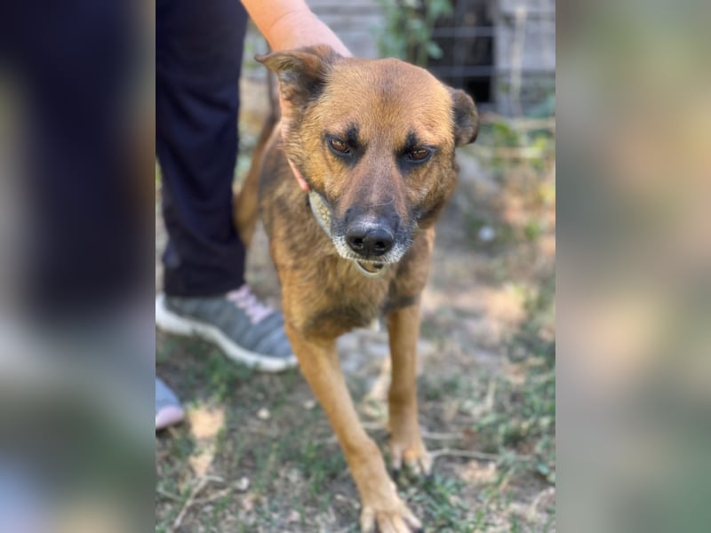 Mancs LM - Ein treuer Gefährte mit trauriger Vergangenheit sucht Neuanfang