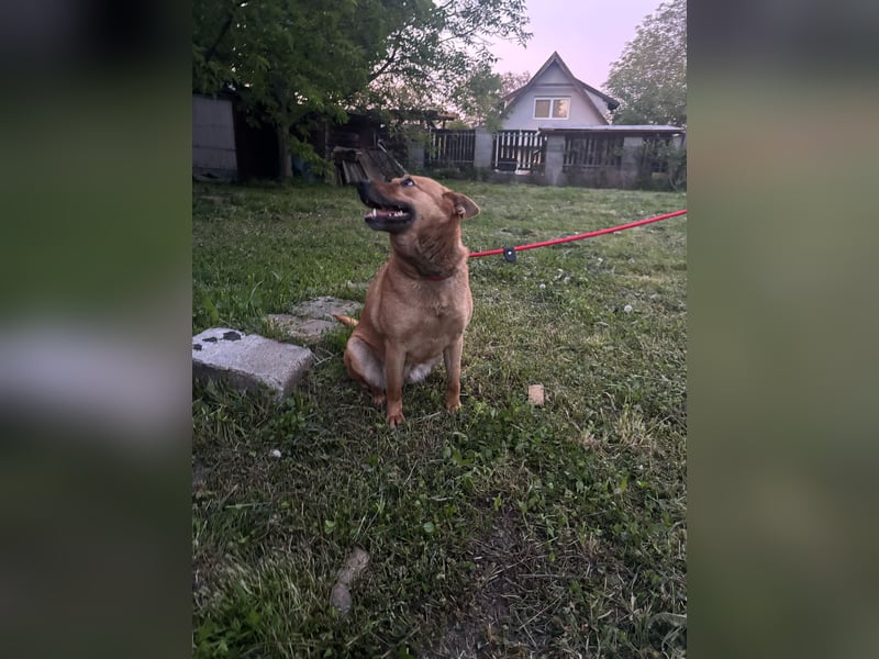 Fanni VI – Eine starke Seele auf vier Pfoten sucht Geborgenheit