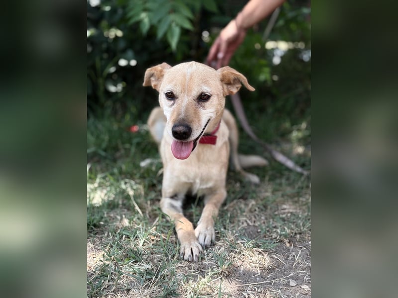 Gajana-KK – tapfere, bezaubernde Mix-Hündin sucht liebevolles Zuhause