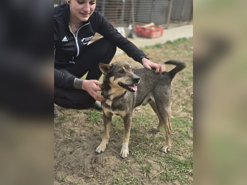Lactia – liebevolle Begleiterin sucht ihr Für-immer-Zuhause!