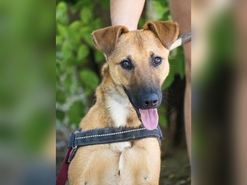 Csimpi SI – selbstbewusste Terrier-Mix-Hündin sucht aktive Menschen