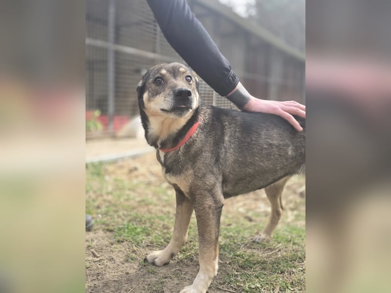 Lactia – liebevolle Begleiterin sucht ihr Für-immer-Zuhause!