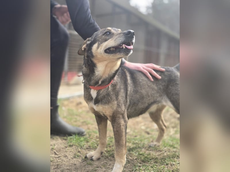Lactia – liebevolle Begleiterin sucht ihr Für-immer-Zuhause!