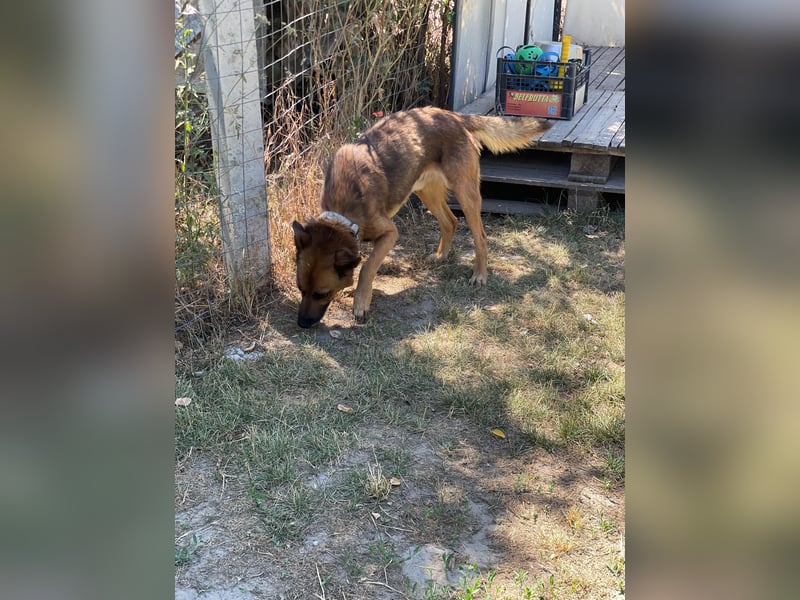 Mancs LM - Ein treuer Gefährte mit trauriger Vergangenheit sucht Neuanfang