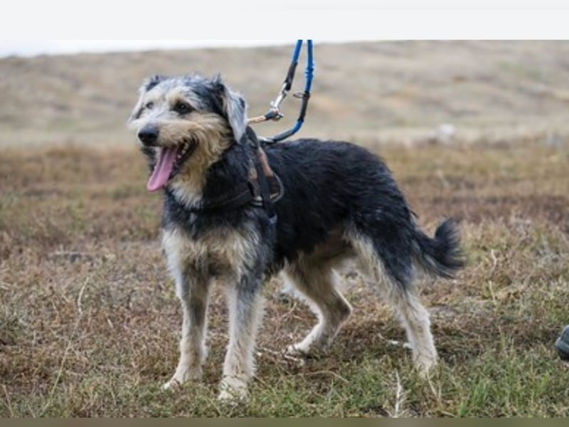 Pitypang-Si – Zarte junge Hündin mit großem Herz und viel Potential