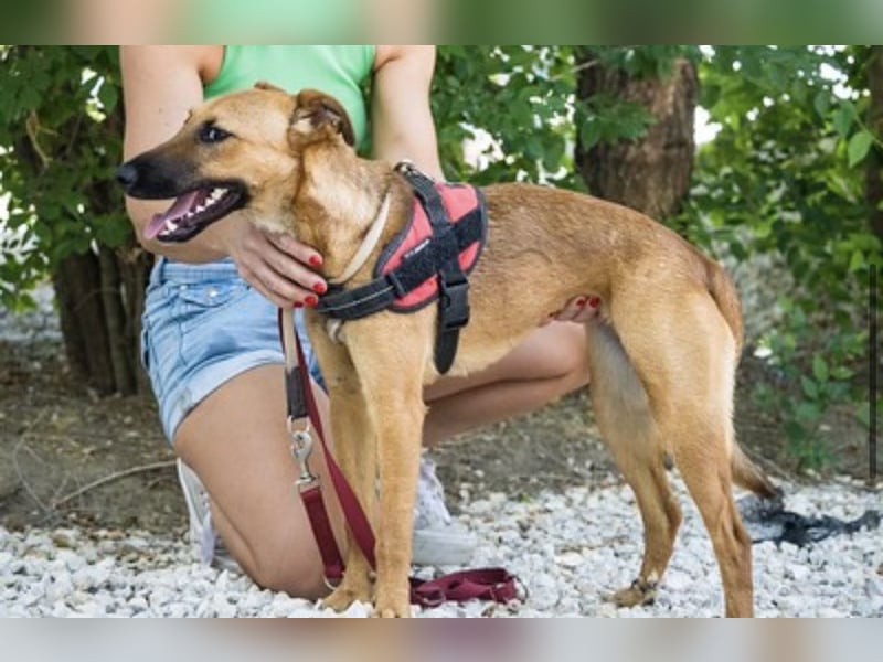 Csimpi SI – selbstbewusste Terrier-Mix-Hündin sucht aktive Menschen