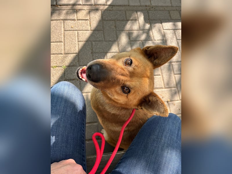 Fanni VI – Eine starke Seele auf vier Pfoten sucht Geborgenheit