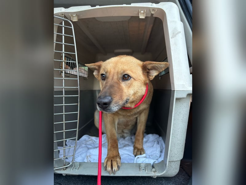 Fanni VI – Eine starke Seele auf vier Pfoten sucht Geborgenheit