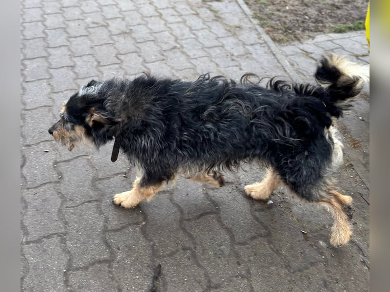 RICKY – lebensfroher Wirbelwind sucht aktive Menschen