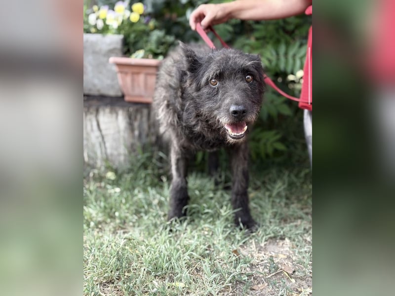 Zotmund-KK – ein wunderbarer Hundesenior mit dem Herzen am rechten Fleck 