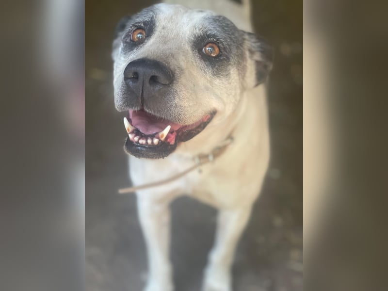 Pötyi LM - Zurückhaltende Hündin sucht Leckerliegeber