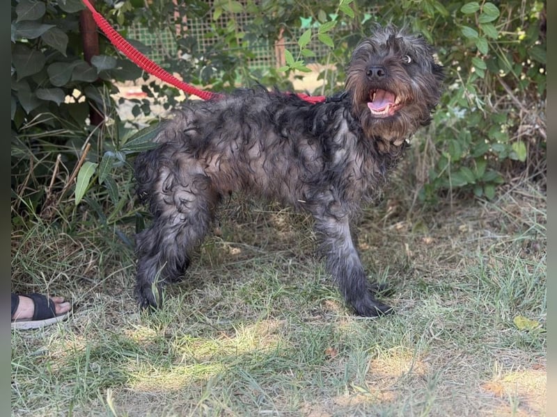 Samson KK – Sanfter Hundejunge sucht verständnisvolle Menschen 